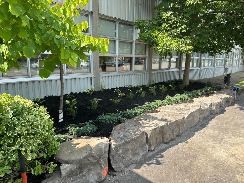 Mulch planting and armor stone project 12